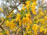 Genista anglica 28, Stekelbrem, Saxifraga-Ed Stikvoort