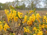 Genista anglica 30, Stekelbrem, Saxifraga-Ed Stikvoort