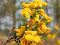 Genista anglica 31, Stekelbrem, Saxifraga-Ed Stikvoort