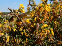 Genista anglica 33, Stekelbrem, Saxifraga-Ed Stikvoort