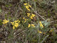 Genista anglica 37, Stekelbrem, Saxifraga-Willem van Kruijsbergen