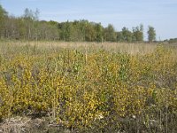 Genista anglica 41, Stekelbrem, Saxifraga-Willem van Kruijsbergen