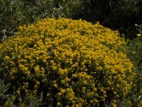 Genista anglica 5, Stekelbrem, Saxifraga-Jan van der Straaten