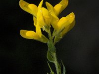 Genista anglica 6, Stekelbrem, Saxifraga-Jan van der Straaten