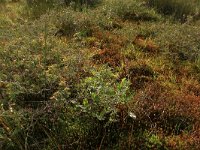 Genista anglica 9, Stekelbrem, Saxifraga-Hans Boll