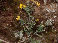 Genista canariensis 2, Saxifraga-Ed Stikvoort