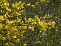 Genista cinerea 2, Saxifraga-Marijke Verhagen