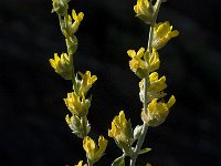 Genista cinerea 8, Saxifraga-Willem van Kruijsbergen