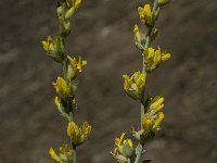 Genista cinerea 9, Saxifraga-Willem van Kruijsbergen