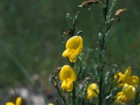 Genista cinerea ssp cinerascens 6, Saxifraga-Jan van der Straaten