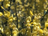 Genista cinerea ssp cinerascens 7, Saxifraga-Jan van der Straaten