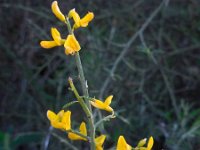 Genista fasselata ssp fasselata 2, Saxifraga-Ed Stikvoort