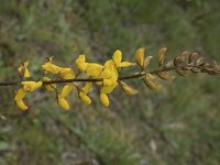 Genista florida 6, Saxifraga-Willem van Kruijsbergen