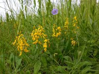 Genista germanica 10, Duitse brem, Saxifraga-Ed Stikvoort