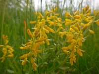 Genista germanica 11, Duitse brem, Saxifraga-Ed Stikvoort