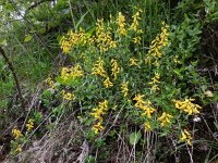 Genista germanica 12, Duitse brem, Saxifraga-Ed Stikvoort