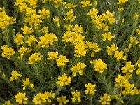 Genista germanica 4, Duitse brem, Saxifraga-Jan van der Straaten