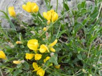 Genista germanica 5, Duitse brem, Saxifraga-Rutger Barendse