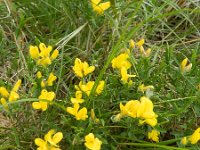 Genista germanica 6, Duitse brem, Saxifraga-Rutger Barendse