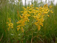 Genista germanica 9, Duitse brem, Saxifraga-Ed Stikvoort