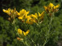 Genista hirsuta 11, Saxifraga-Willem van Kruijsbergen