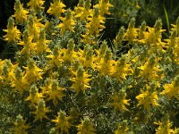 Genista hirsuta 16, Saxifraga-Jan van der Straaten