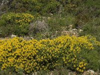 Genista hirsuta 17, Saxifraga-Jan van der Straaten