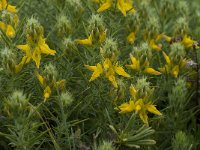 Genista hirsuta 19, Saxifraga-Willem van Kruijsbergen