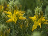 Genista hirsuta 21, Saxifraga-Willem van Kruijsbergen