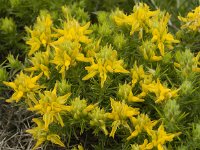 Genista hirsuta 22, Saxifraga-Jan van der Straaten