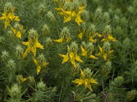 Genista hirsuta 23, Saxifraga-Willem van Kruijsbergen