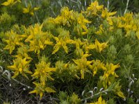 Genista hirsuta 25, Saxifraga-Willem van Kruijsbergen