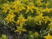 Genista hirsuta 27, Saxifraga-Willem van Kruijsbergen