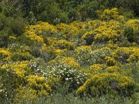 Genista hirsuta 3, Saxifraga-Jan van der Straaten