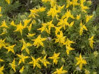 Genista hirsuta 31, Saxifraga-Jan van der Straaten