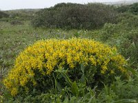 Genista hirsuta 32, Saxifraga-Willem van Kruijsbergen