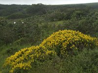 Genista hirsuta 34, Saxifraga-Willem van Kruijsbergen