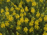 Genista hirsuta 37, Saxifraga-Jan van der Straaten