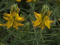 Genista hirsuta 38, Saxifraga-Willem van Kruijsbergen