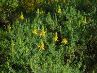 Genista hirsuta 39, Saxifraga-Ed Stikvoort