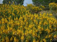 Genista hirsuta 41, Saxifraga-Ed Stikvoort