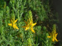 Genista hirsuta 42, Saxifraga-Ed Stikvoort