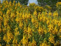 Genista hirsuta 43, Saxifraga-Ed Stikvoort