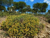 Genista hirsuta 44, Saxifraga-Ed Stikvoort