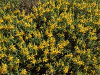 Genista hirsuta 45, Saxifraga-Ed Stikvoort