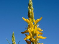 Genista hirsuta 46, Saxifraga-Ed Stikvoort