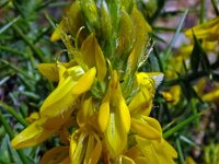 Genista hirsuta 50, Saxifraga-Hans Grotenhuis