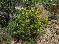 Genista hirsuta 51, Saxifraga-Hans Grotenhuis