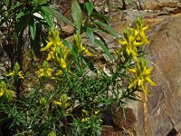 Genista hirsuta 52, Saxifraga-Hans Grotenhuis