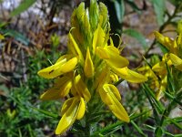 Genista hirsuta 53, Saxifraga-Hans Grotenhuis